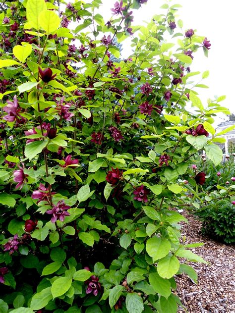 Calycanthus ‘Aphrodite’ (Sweetshrub)